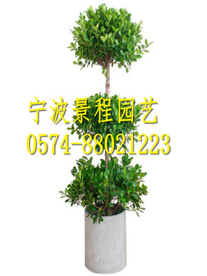 搖錢樹