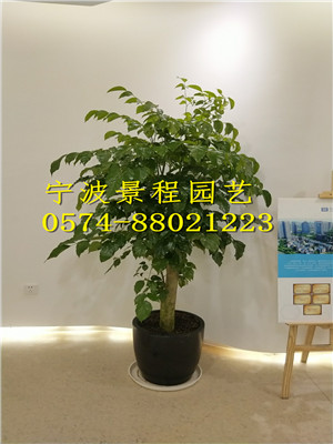 綠寶樹