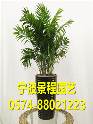 袖珍椰子