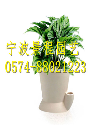 小竹芋