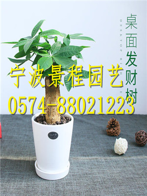 小發(fā)財樹
