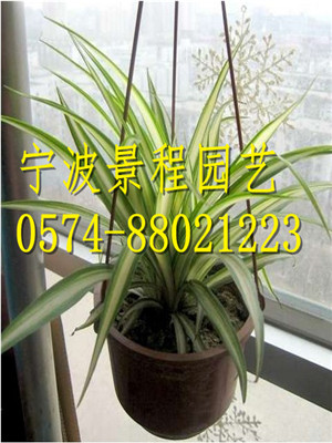 金邊吊蘭