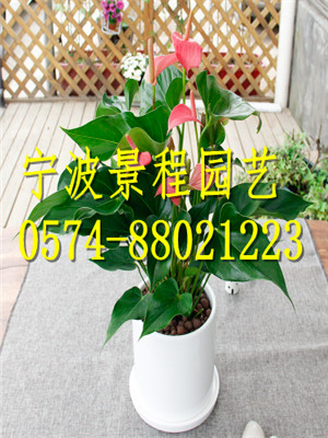 粉掌