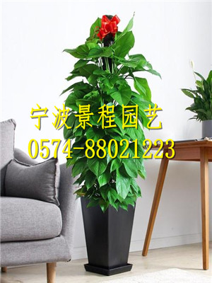 大綠蘿