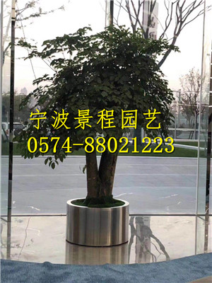 幸福樹