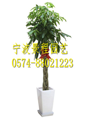 五辨發(fā)財(cái)樹(shù)