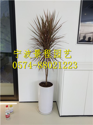 千年木