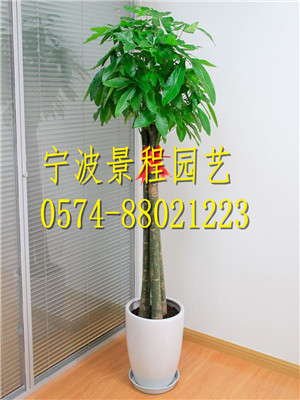 三竿發(fā)財樹