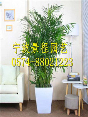 夏威夷竹