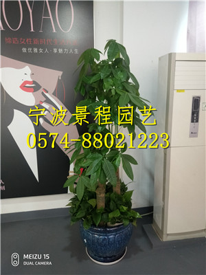 步步高發(fā)財(cái)樹