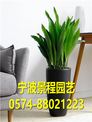 一葉蘭