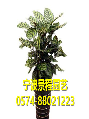 孔雀竹芋