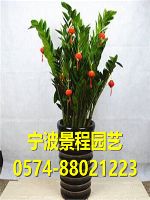 金錢(qián)樹(shù)
