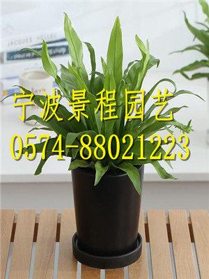 鳥(niǎo)巢