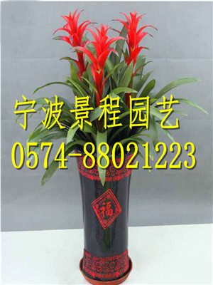 鴻運(yùn)當(dāng)頭組合